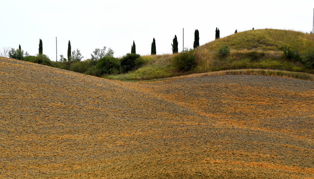 H&uuml;gelige Landschaft der Crete Senesi mit Zypressenhain