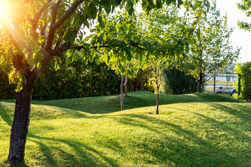 Beautiful green english fruit tree garden with mown grass lawn hills, knolls and hilloks at warm...