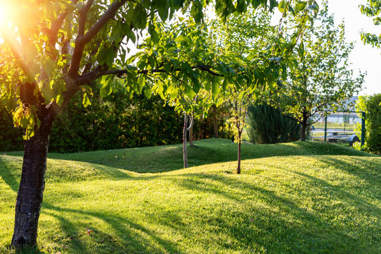 Beautiful green english fruit tree garden with mown grass lawn hills, knolls and hilloks at warm evening sunset day time. Landscape design , maintenance, service and gardening