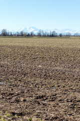 Farming landscape with the wonderful Alps mountains in the background in northern Italy just outside Milan