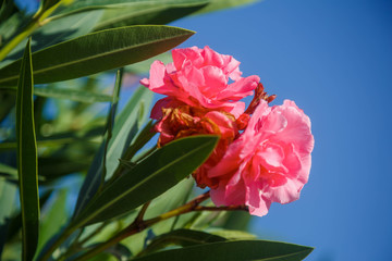 Blooming pink oleander against the blue sky. Pink flowers with green leaves on an oleander bush. Close up. - Powered by Adobe