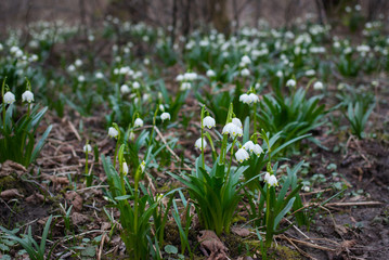 Obraz premium spring white flowers in the woods, Leucojum vernum