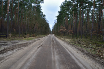 Fototapeta na wymiar Gruntowa droga wśród szarego lasu wczesną wiosną lub jesienią.