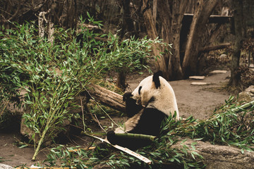 Panda isst