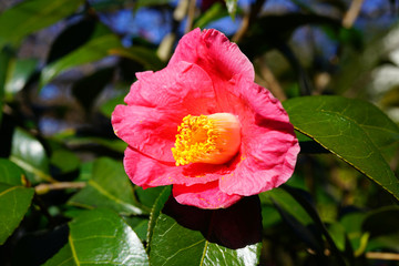 A pink camelia japonica flower in bloom