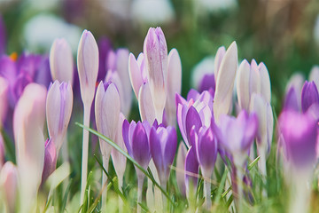 Spring crocus flowering move purple whilte