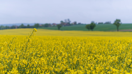 Obraz premium Yellow flowering oilseed rape field in rainy spring landscape. Brassica napus. Close-up of wet golden rapeseed blooms with cloudy blue sky, green trees and farm land on blurred rural background. Eco.