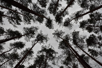 Korony sosen na tle pochmurnego nieba widziane z ziemi. © W Korczewski