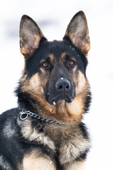 Kento the german shepherd dog