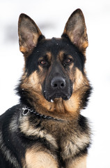 Kento the german shepherd dog