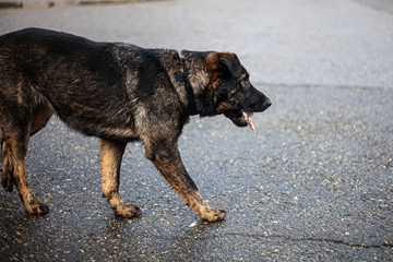 A stray dog is wandering on the street. A cute dog is looking for a master. Poor thing freezes in the city. The four-legged friend does not know the affection of people. Missing pet.