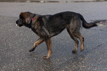 A stray dog is wandering on the street. A cute dog is looking for a master. Poor thing freezes in the city. The four-legged friend does not know the affection of people. Missing pet.