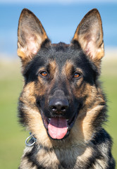 Kento the german shepherd dog