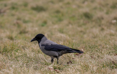 Detail of a black crow with clear feathers among the grass.