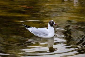 Detail and close-up of a small white seagull with the black head in the water.