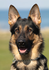 Kento the german shepherd dog