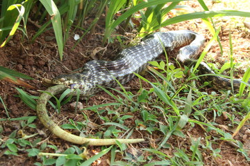 hognose snake eating chamaleon in natural habitat/ madagascar