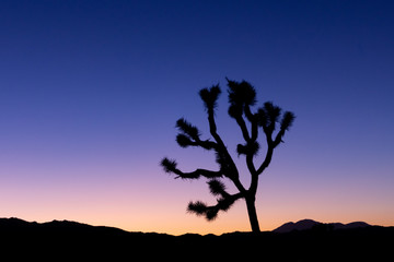 Joshua tree sunset