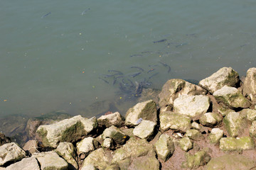 Fish close to the shore