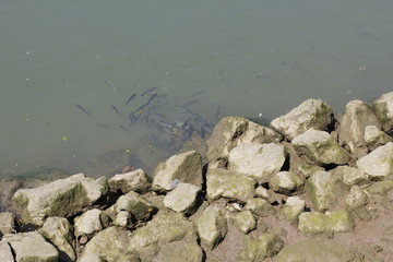 Fish close to the shore
