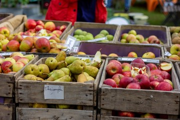 A portrait of wooden baskets full of different kinds of healthy and delicious, homegrown and biological fruit. There are mainly different kinds of apples and pears in the crates.