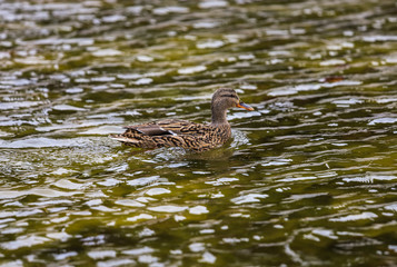 Nice female real anade duck in the green waters of a pond.