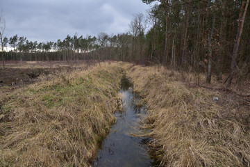 Strumyk w lesie wśród wyschniętych traw w pochmurny wiosenny lub jesienny dzień. © W Korczewski