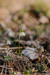 Spring Snowflake (Leucojum vernum), Endangered species, Protected species