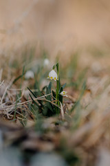 Spring Snowflake (Leucojum vernum) First spring flowers