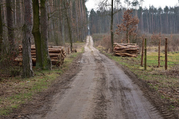 Leśna droga i wycięte drzewa przygotowane do wywiezienia z lasu