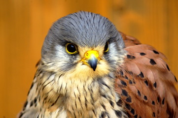 kestrel postolka obecna falco tinnunculus