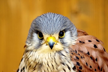 kestrel postolka obecna falco tinnunculus