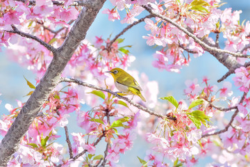 メジロと桜 