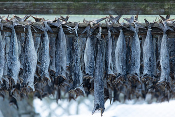 Drying cod in north of Norway