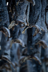 Drying cod in north of Norway