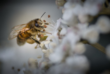 Abeille butinant une fleur