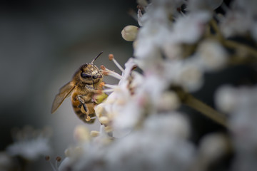 Abeille butinant une fleur