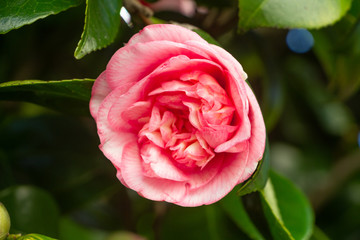 Pink flower of camellia during spring