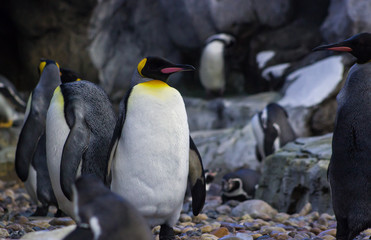 King Penguins standing onshore 