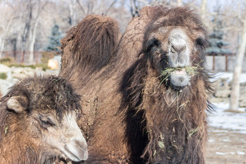 Bactrian Camels enjoying a lunchtime brealk