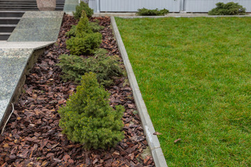 Canadian spruce conic, beautiful green tree close-up. Use of Canadian spruce conic in ornamental landscaping. Picea glauca Conica dwarf decorative coniferous evergreen tree. 