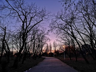 Fototapeta premium Violet sunset in the park with tree silhouettes 
