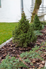 Canadian spruce conic, beautiful green tree close-up. Use of Canadian spruce conic in ornamental landscaping. Picea glauca Conica dwarf decorative coniferous evergreen tree. 