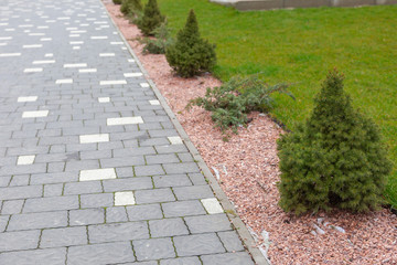 Canadian spruce conic, beautiful green tree close-up. Use of Canadian spruce conic in ornamental landscaping. Picea glauca Conica dwarf decorative coniferous evergreen tree. 