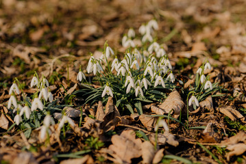 Flowers snowdrops in garden, Galanthus nivalis in spring forest.