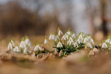 Snowdrop or common snowdrop (Galanthus nivalis) flowers