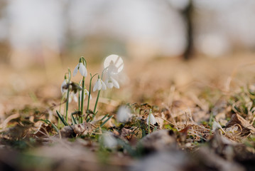 Snowdrop or common snowdrop (Galanthus nivalis) flowers