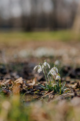 Close up gathering of fresh early spring snowdrops, Galanthus nivalis flower.