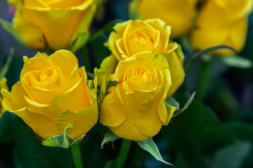 Natural yellow roses background. Bouquet of yellow roses on a black background. Top view. close up on yellow roses.