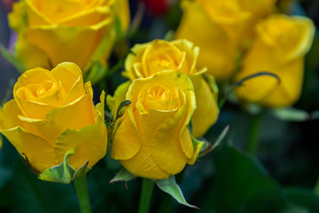 Natural yellow roses background. Bouquet of yellow roses on a black background. Top view. close up on yellow roses.